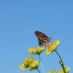butterfly, nature, insect, wings, pollinate, pollination