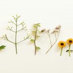 Various dried flowers and plants arranged on a light background